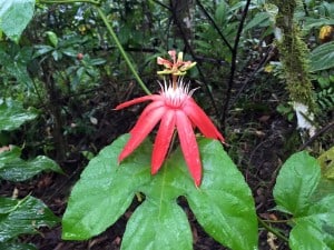 Rainforest flower
