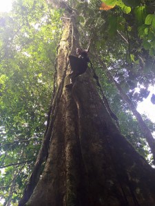 Climbing a rainforest tree