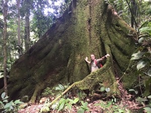 Huge rainforest trees