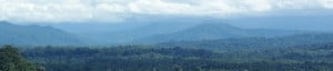 forest1