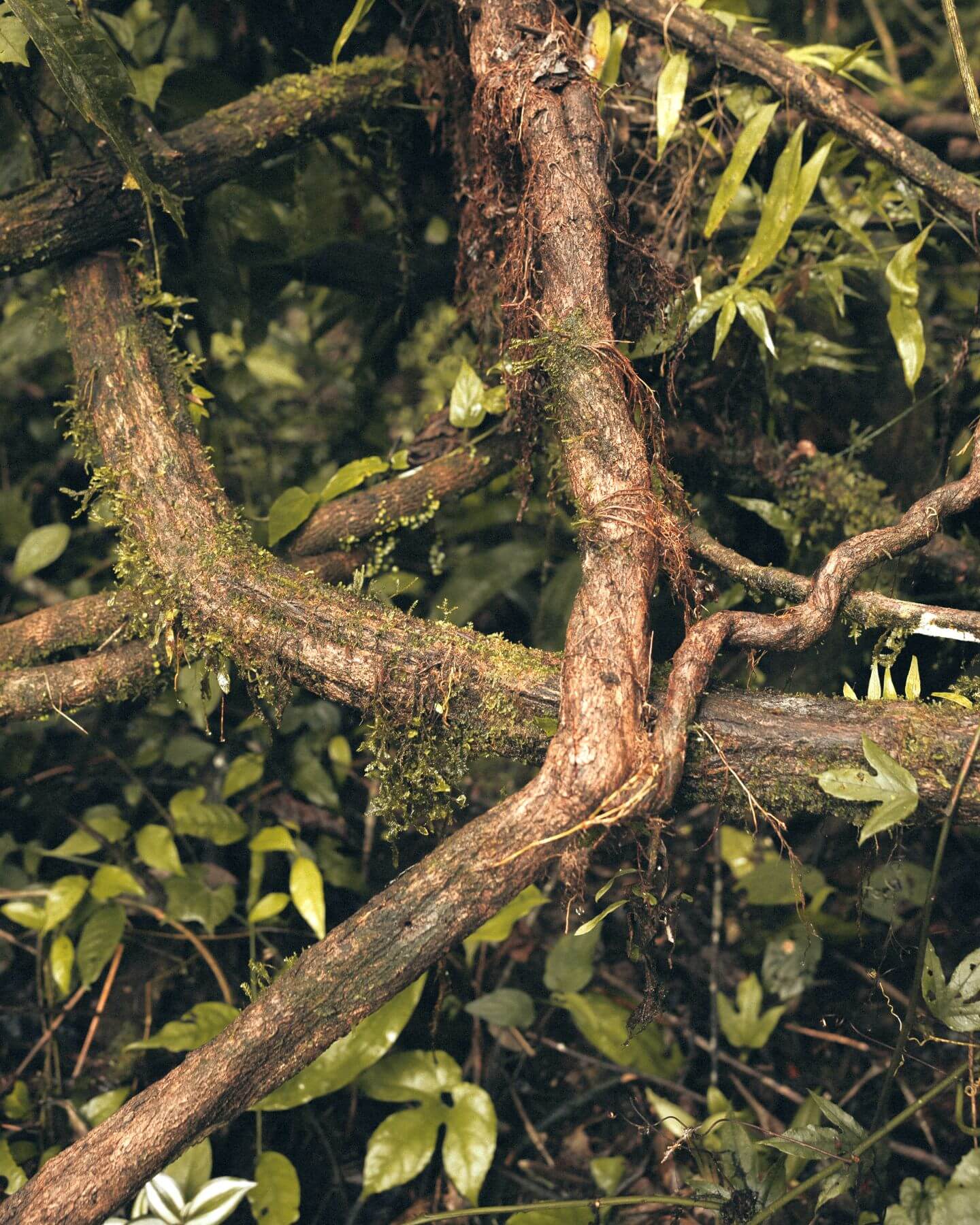 Ayahuasca-Retreat und Zeremonie in Ecuador mit einem indigenen Schamanen
